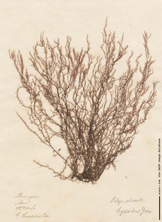 Brongniartella byssoides.jpg